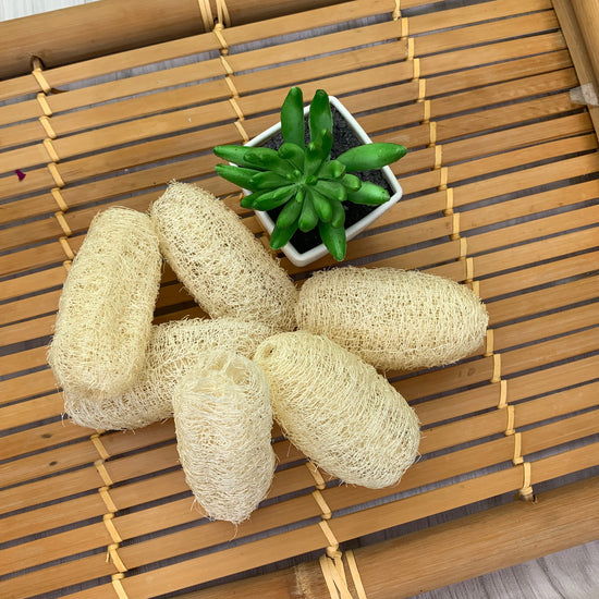 Loofah